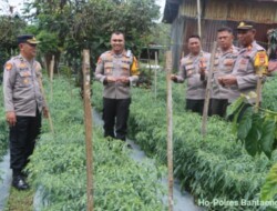 Dukung Program Swasembada Pangan Nasional, Polres Bantaeng Panen Cabe Merah di Polsek Ulu Ere