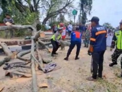 Korban tewas tertimpa pohon di Pemalang jadi tiga orang