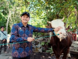 Presiden Prabowo Berikan Sapi Kurban 802 Kg untuk Bantaeng