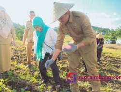 Bantaeng dan Unhas Berkomitmen Mengembangkan Benih Jagung Unggul