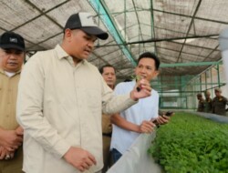 Bantaeng Kembali Jadi Penghasil Benih Kentang Terbaik di Sulsel