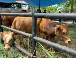 Sapi Brutus Juara Kontes, Bupati Bulukumba Janji Perluas Skala