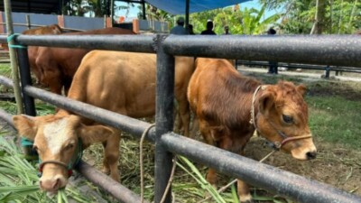 Sapi Brutus Juara Kontes, Bupati Bulukumba Janji Perluas Skala